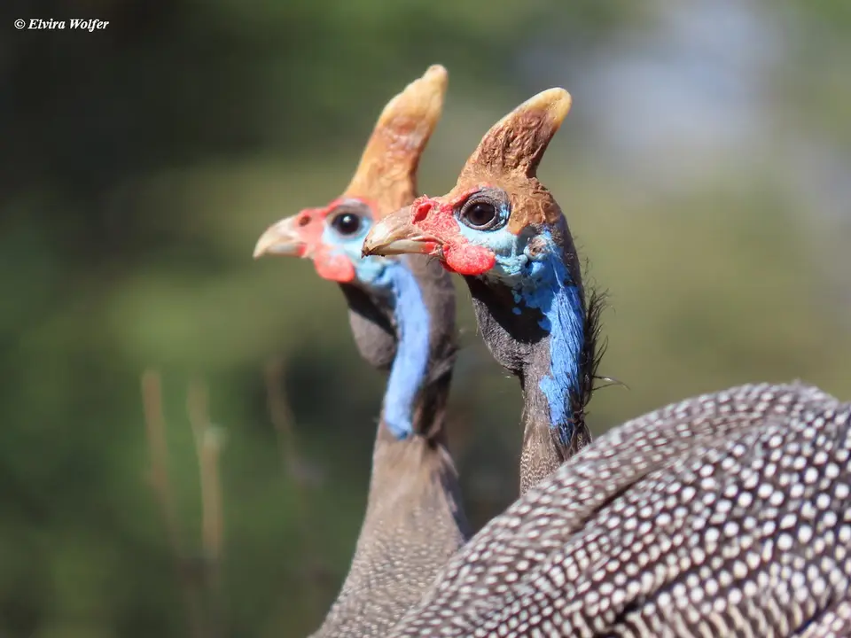 HelmetedGuineafowls6.jpg