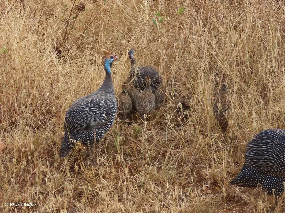 HelmetedGuineafowlwithyoung.jpg