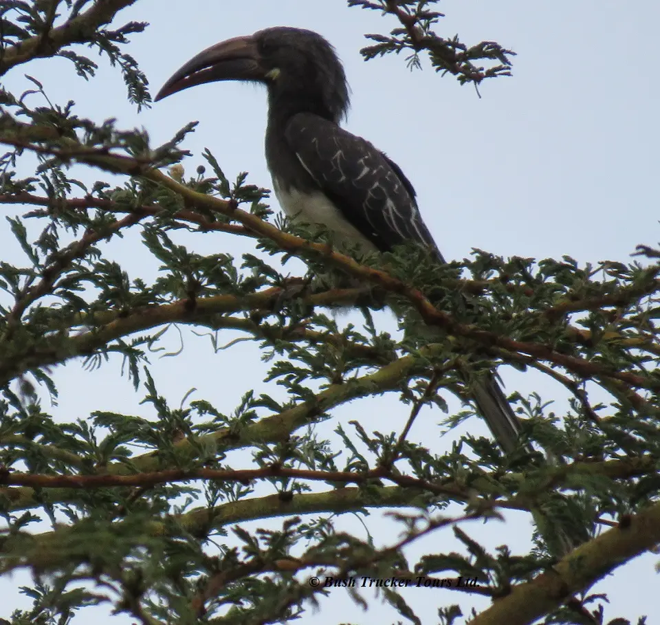 Hemprich'sHornbill.jpg