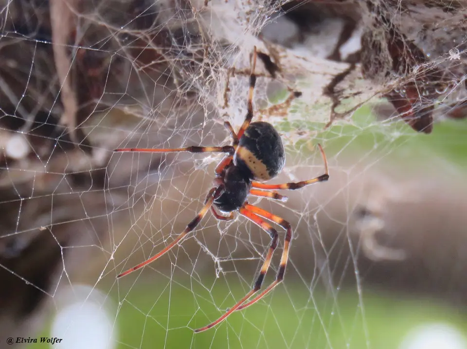 HermitSpider-Nephilingiscruentata1.jpg