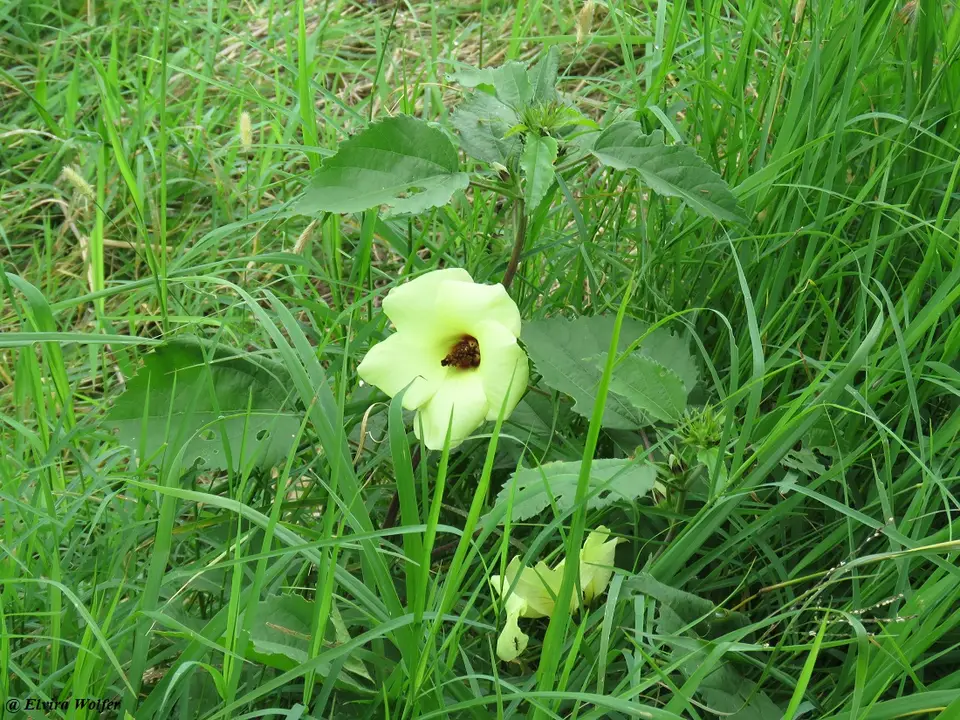 Hibiscus.jpg