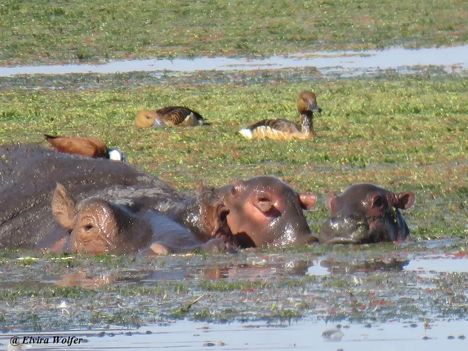 Hippo2.jpg