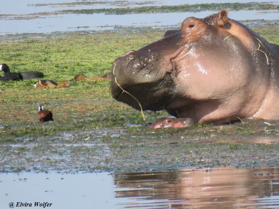 Hippo3.jpg