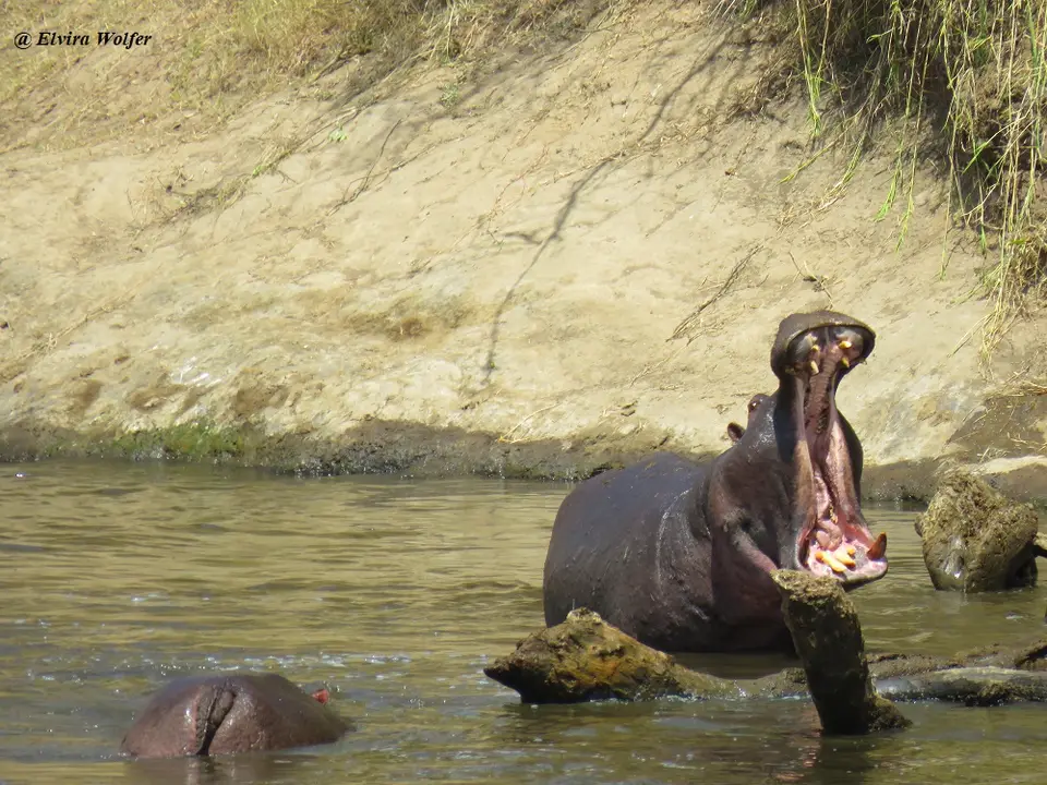 HippoMaulauf.jpg