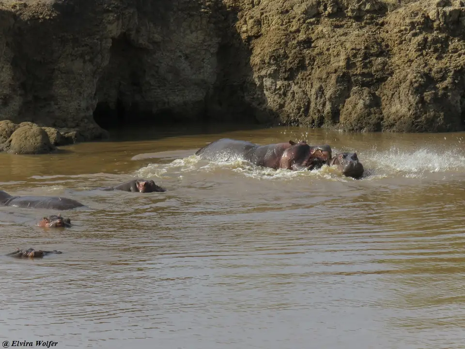 HippoPoolTriangle2.jpg