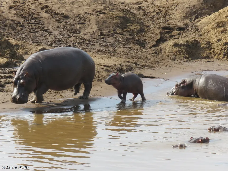 HippoPoolTriangle3.jpg