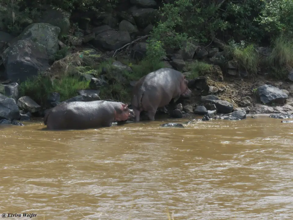 HippoPoolTriangle4.jpg