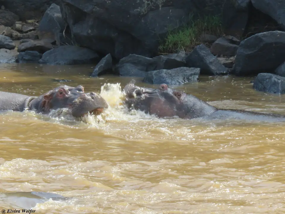 HippoPoolTriangle5.jpg
