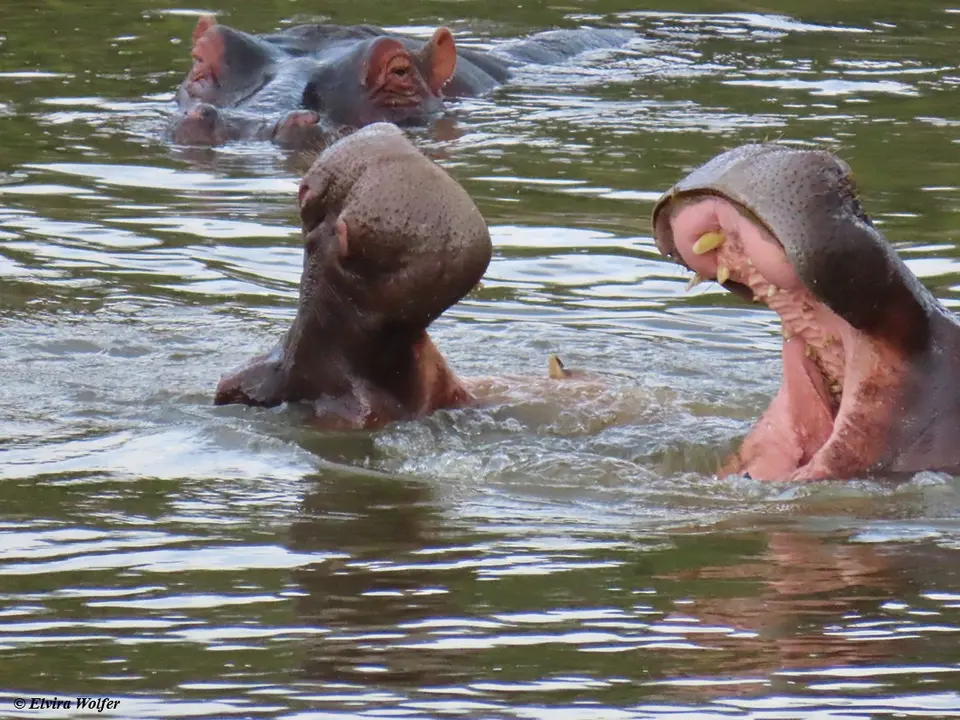 HippoTalek1.jpg