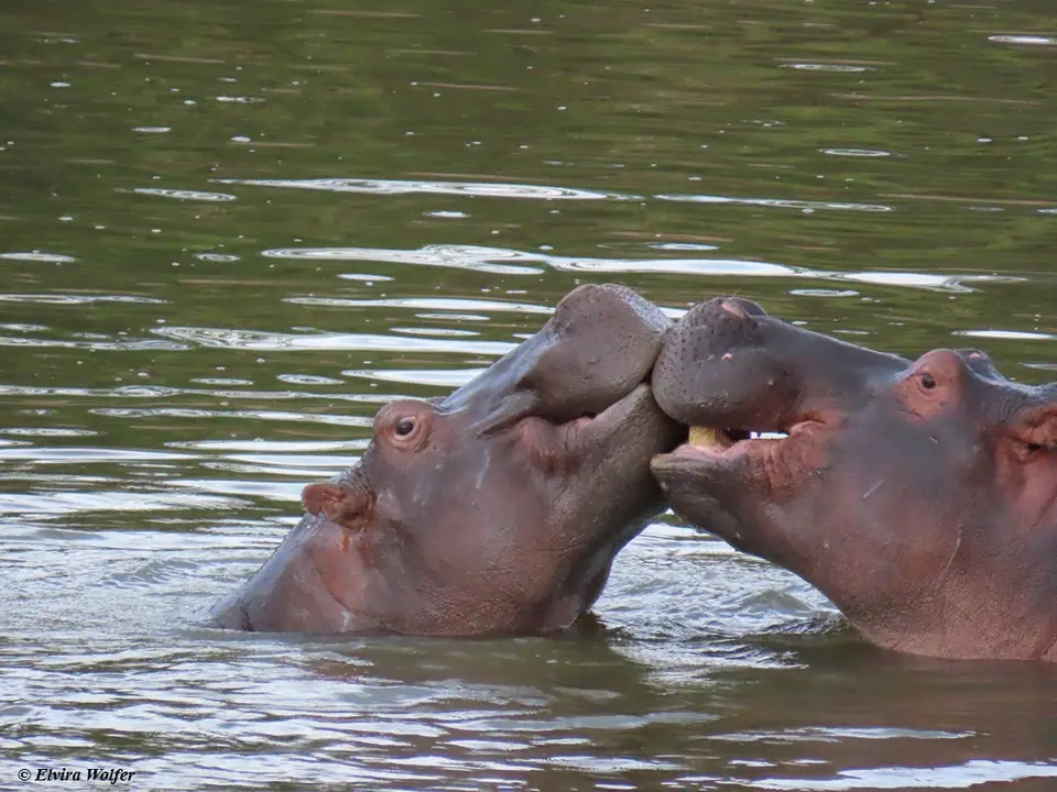 HippoTalek3.jpg