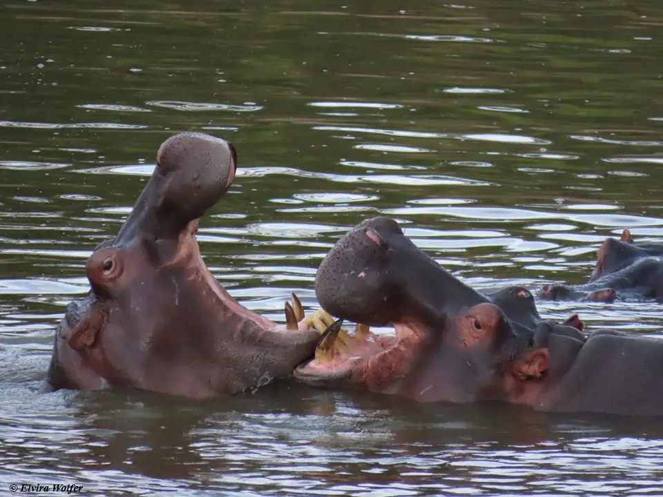 HippoTalek4.jpg
