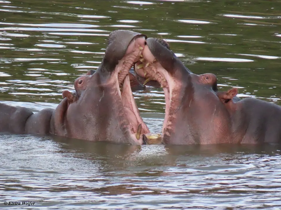 HippoTalek5.jpg