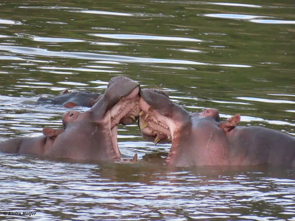 HippoTalek7.jpg