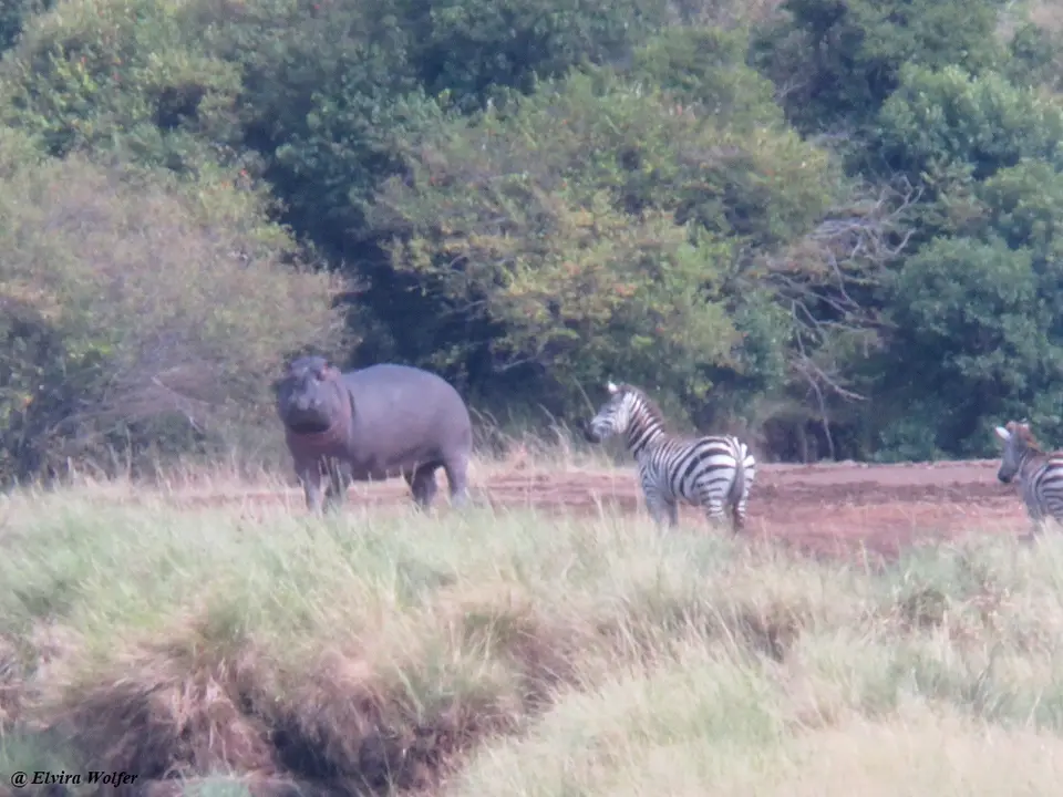 HippoZebras.jpg