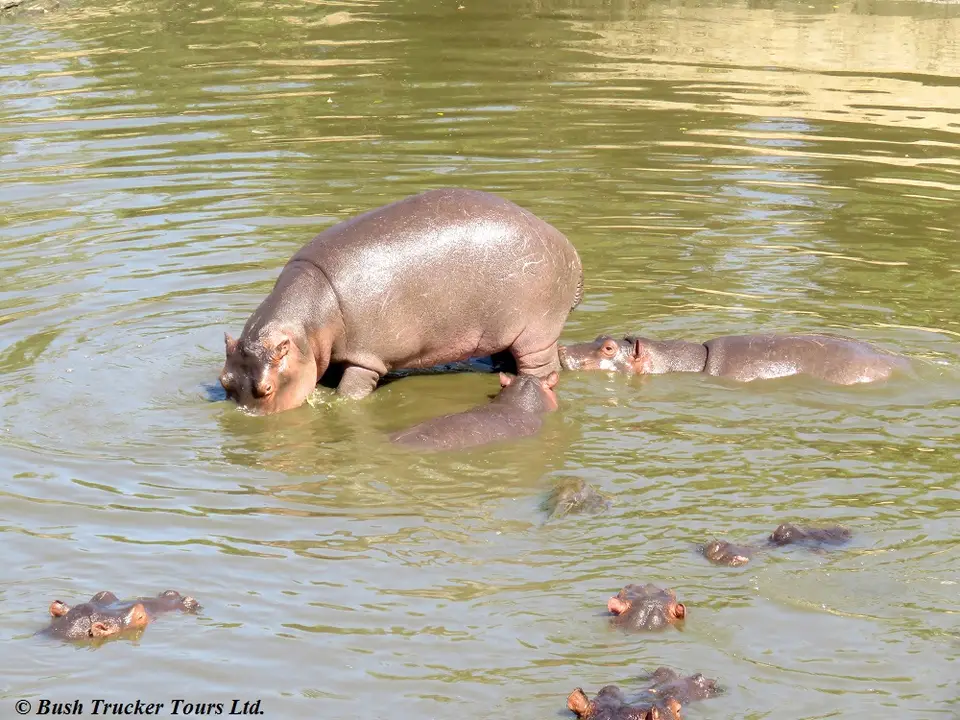 HippopoolTalekRiver.jpg