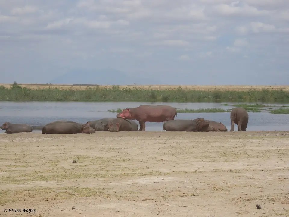Hippos1-2-3-4-5.jpg