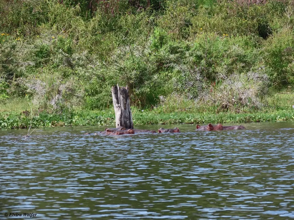 Hippos1-2-3-4.jpg