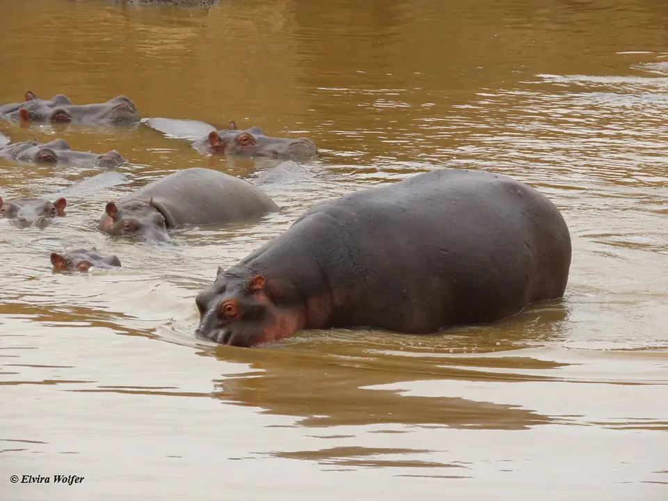 Hippos2-2-3-4-5.jpg