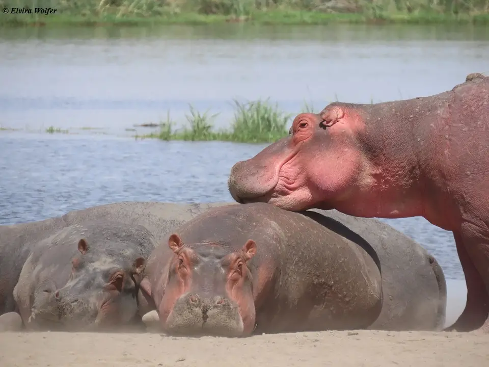 Hippos2-2-3-4.jpg