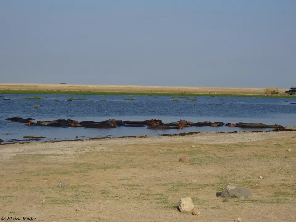 Hippos3.jpg