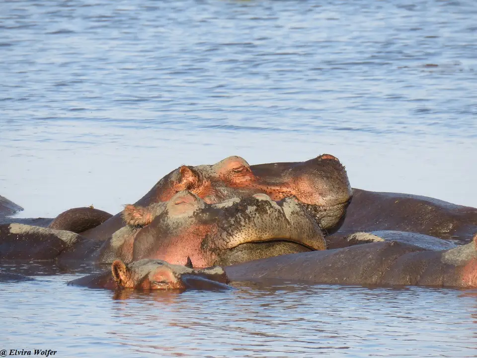 Hippos4.jpg