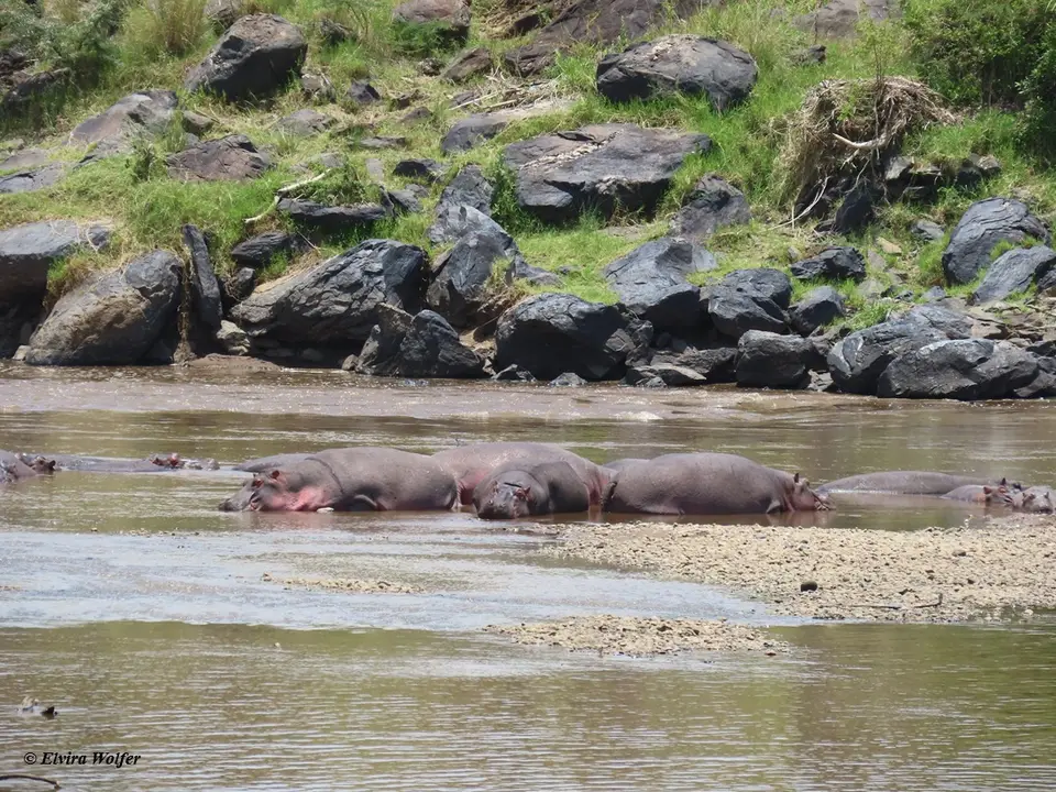 HipposMara1.jpg