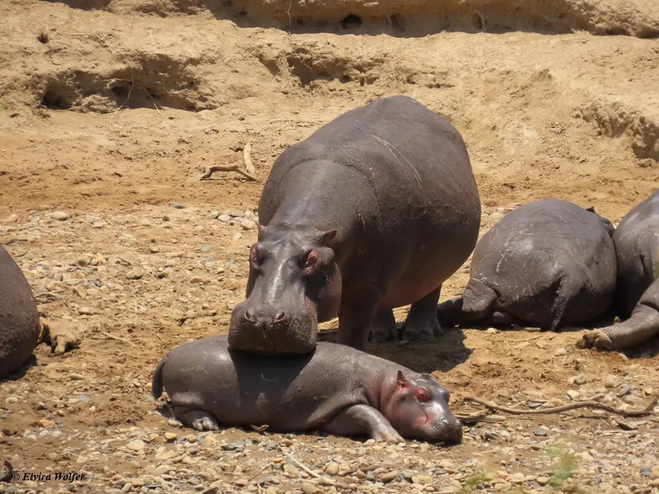 HipposMara3.jpg