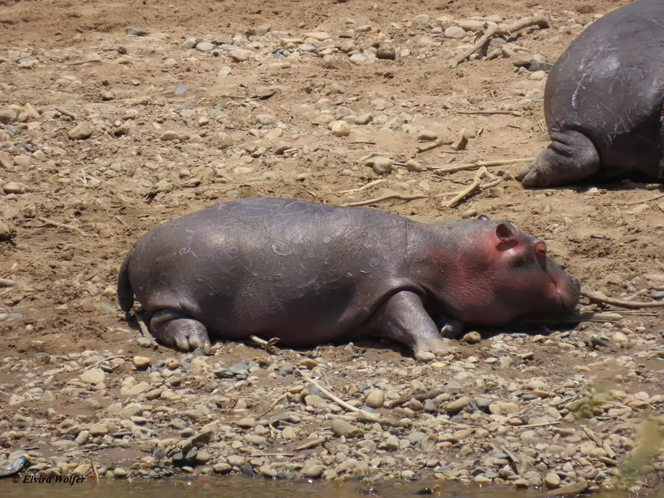 HipposMara4.jpg