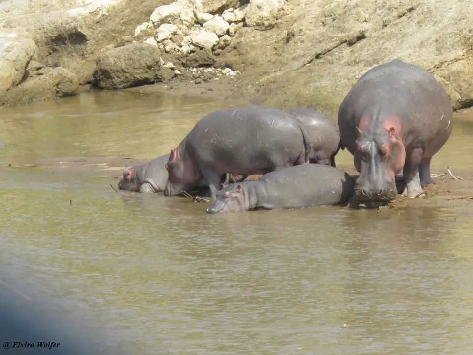 HipposMaraRiver2.jpg