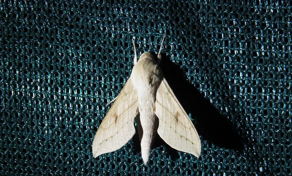 Hippotionroseipennis.jpg