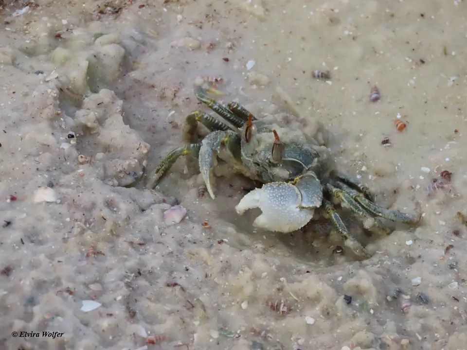 Horn-eyedGhostCrab.jpg