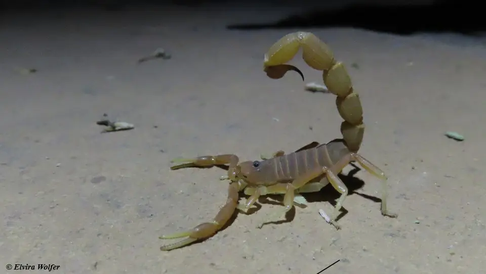 Hottentotaeminii2.jpg