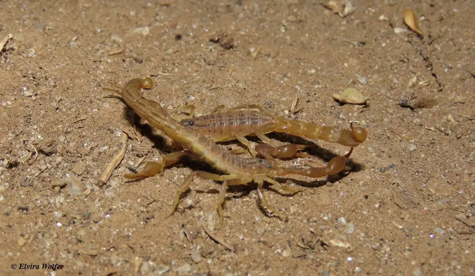 Hottentottaeminii2.jpg