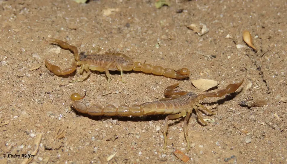 Hottentottaeminii3.jpg