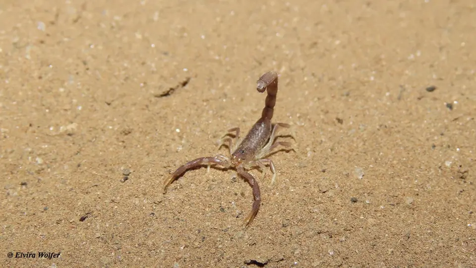 Hottentottaeminii4.jpg