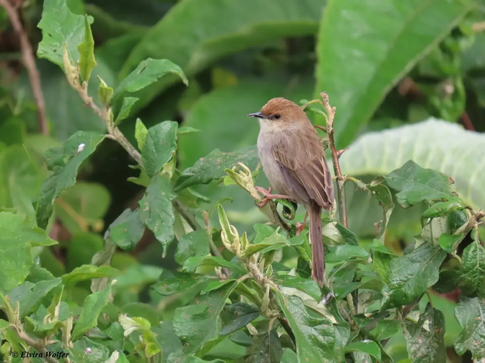 Hunter'sCisticola.jpg