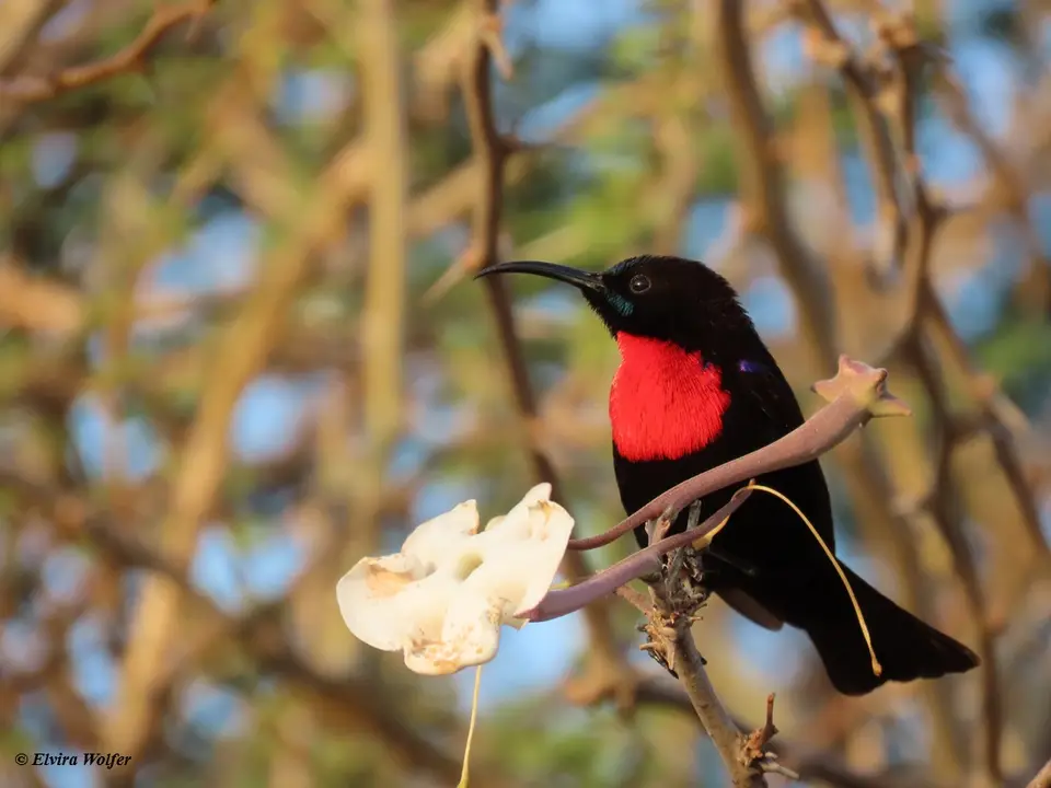 Hunter'sSunbird.jpg