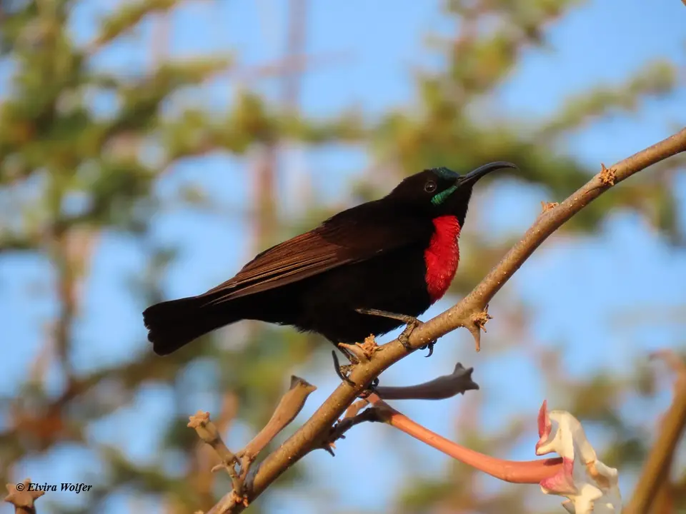 Hunter'sSunbirdSeite.jpg