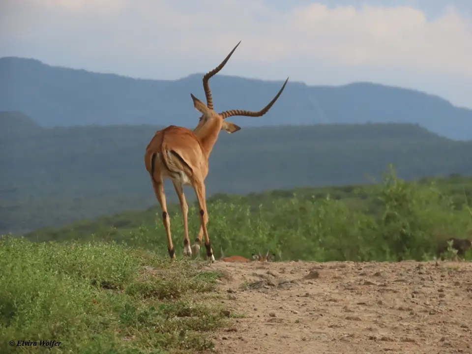 Impala.jpg