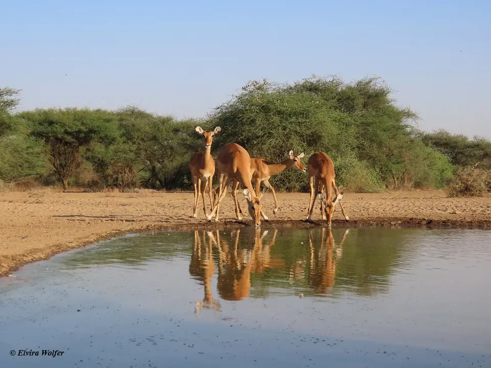 Impala1-2.jpg