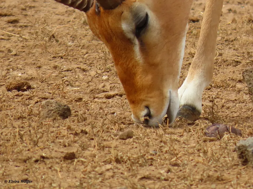 Impala1.jpg