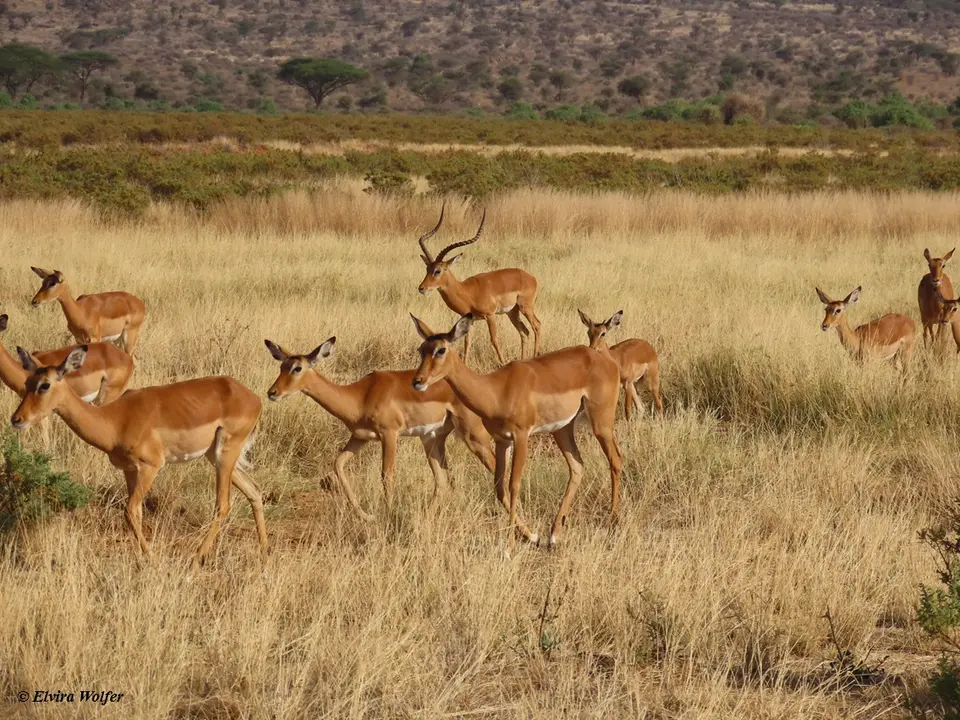 Impala2-2-3.jpg