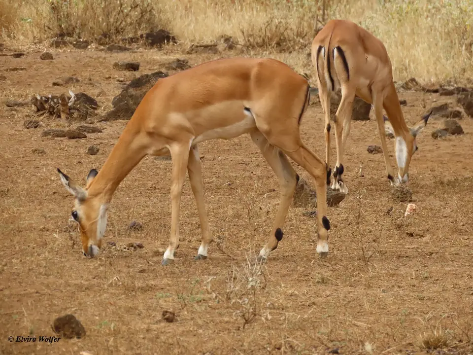 Impala2.jpg