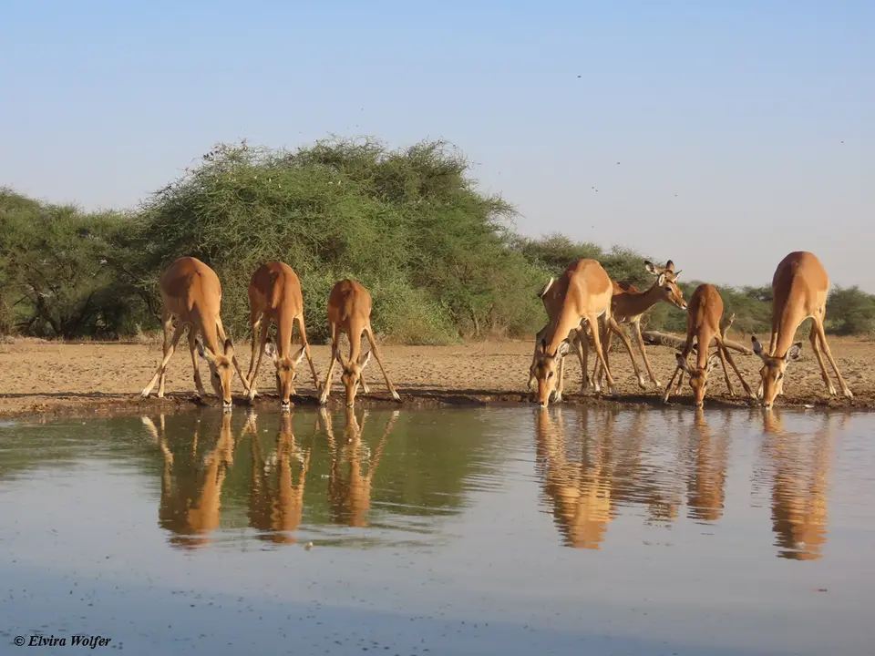 Impala3-2.jpg