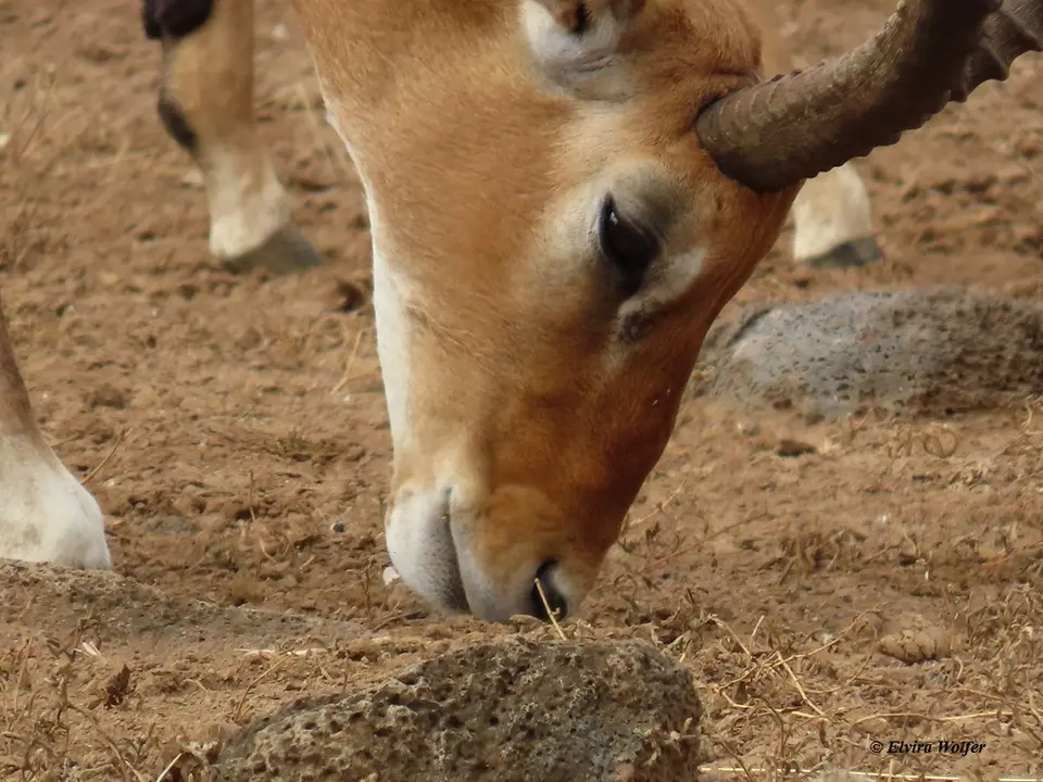 Impala3.jpg