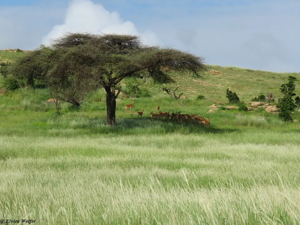 Impalas.jpg