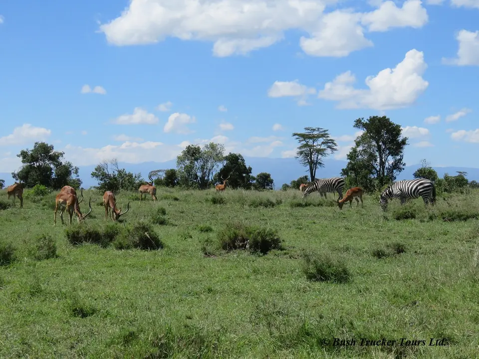 ImpalasZebras.jpg