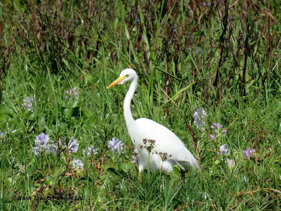 IntermediateEgret-2.jpg