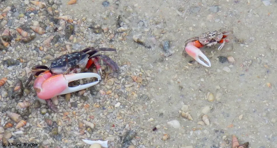 InversedFiddlerCrab-Cranucainversainversa.jpg