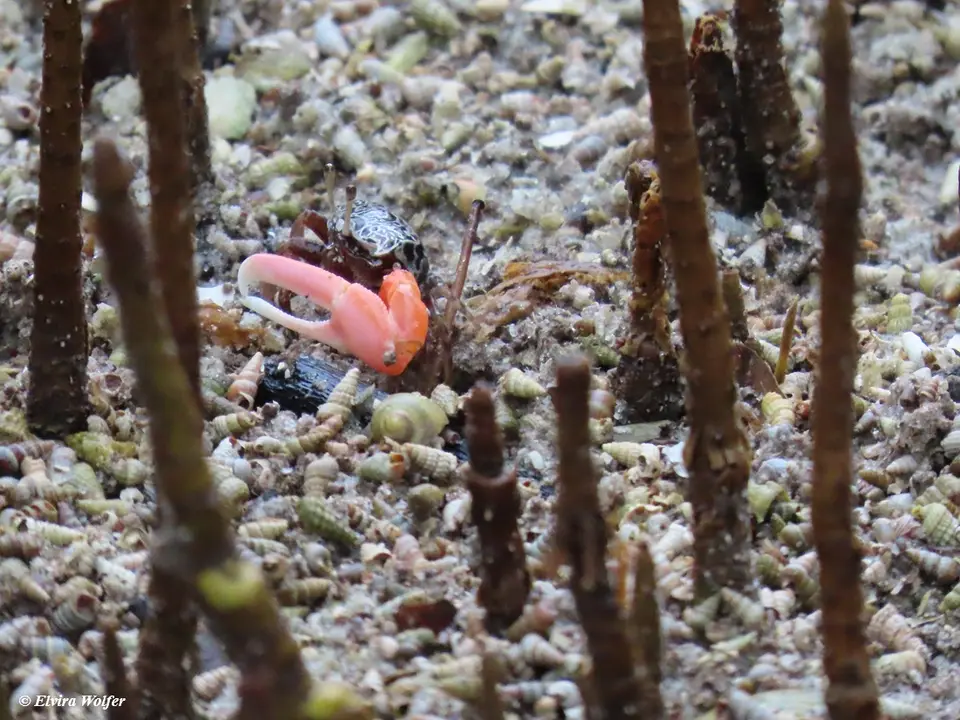 InversedFiddlerCrab.jpg
